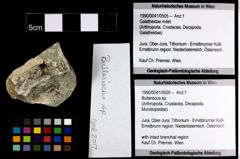 Foto (Objekt + Etiketten) von Bullariscus sp. 